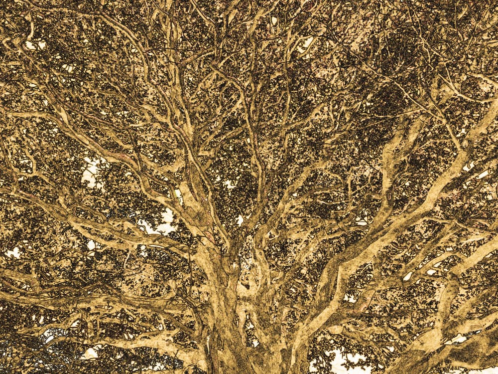 Ethereal Tree Canopy by Santhosh ch — canvas wall art