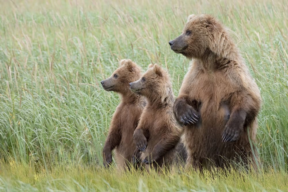 Grizzly Bear Family Standing by Linda D Lester — canvas wall art