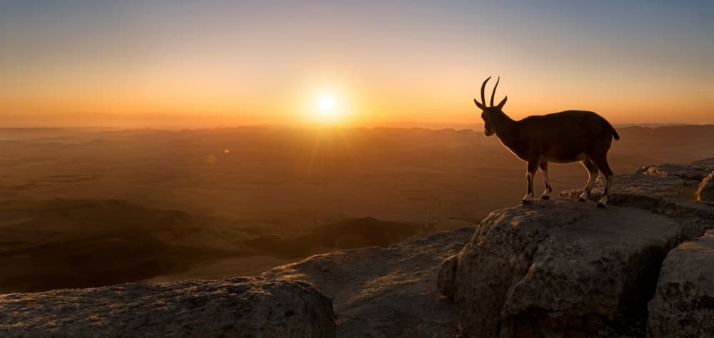 Majestic Ibex Sunset Vista by Nadav Jonas — canvas wall art