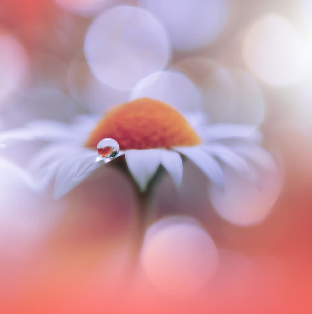 Delicate Daisy Droplet by Juliana Nan — canvas wall art