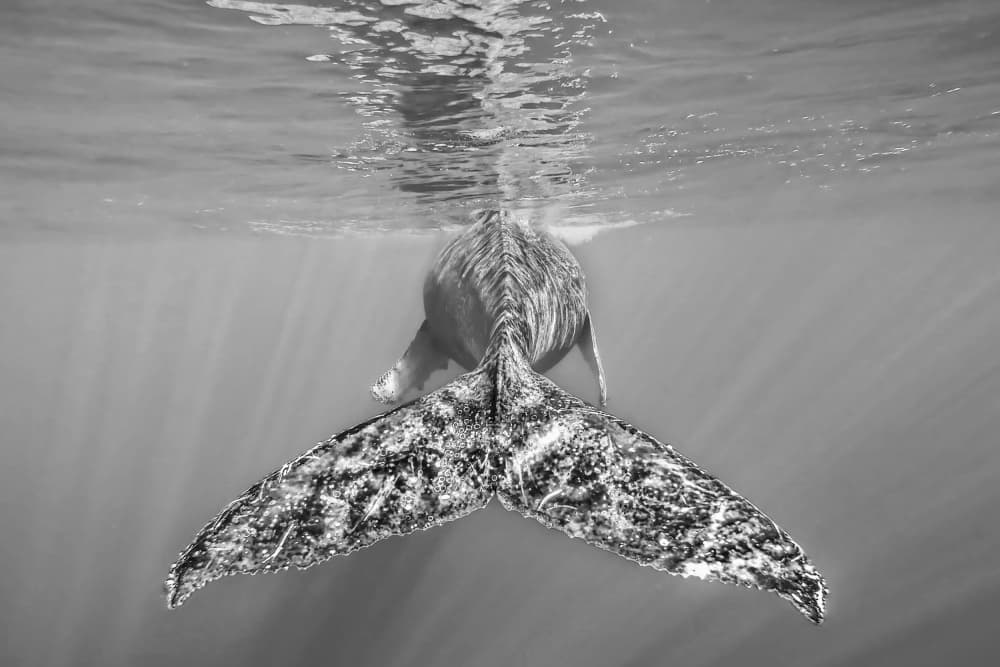 Majestic Whale Tail by Serge Melesan — canvas wall art