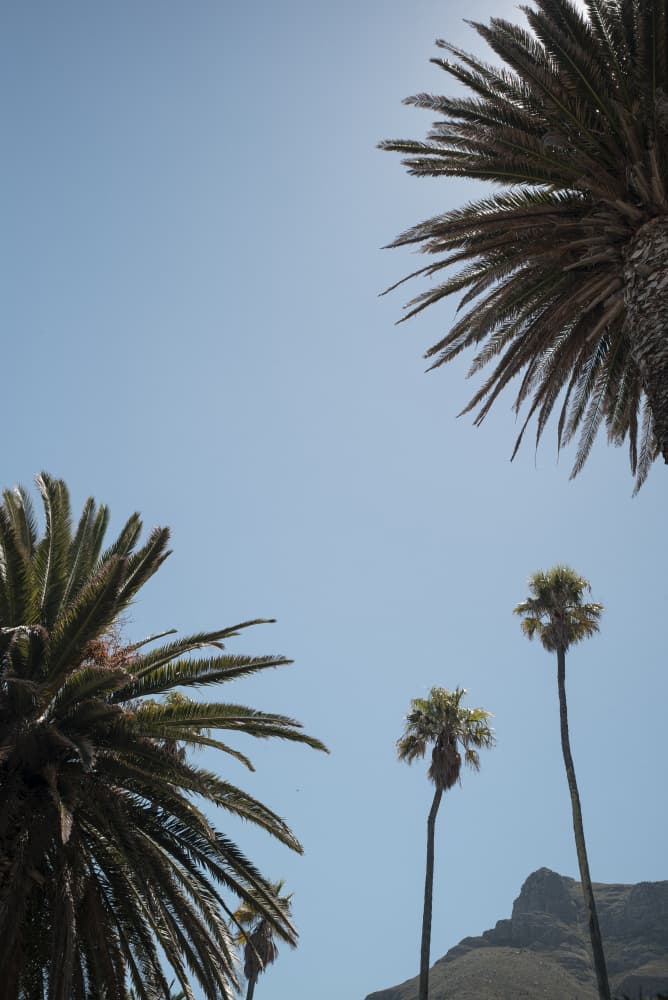 Sunny Palm Heights by Shot by Clint — canvas wall art