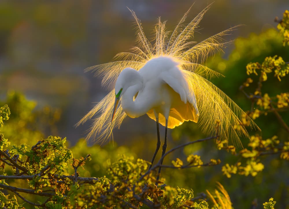 Golden Egret Display by Mike He — canvas wall art