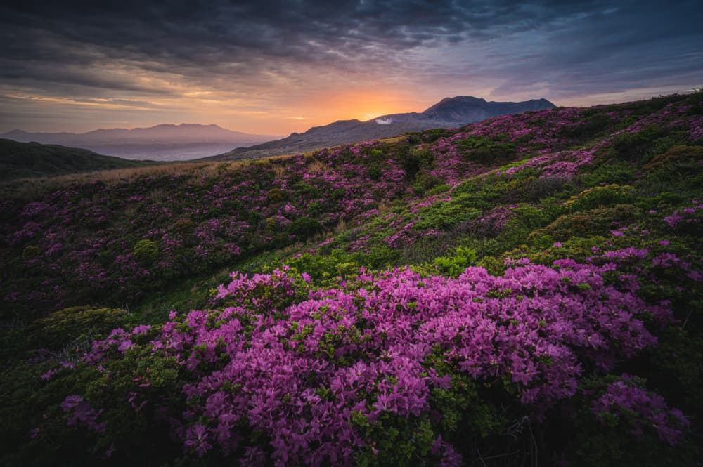 Purple Mountain Sunset by Takumi Ikeda — canvas wall art