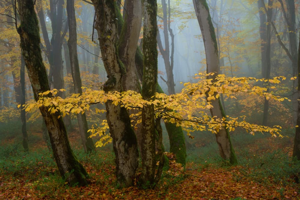 Golden Foggy Autumn Woods by Ali Fallahzadeh — canvas wall art