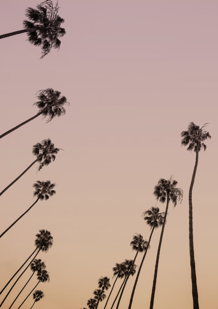 Twilight Palms by Shot by Clint — canvas wall art