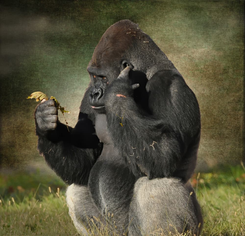 Thoughtful Gorilla by Jane Lyons — canvas wall art