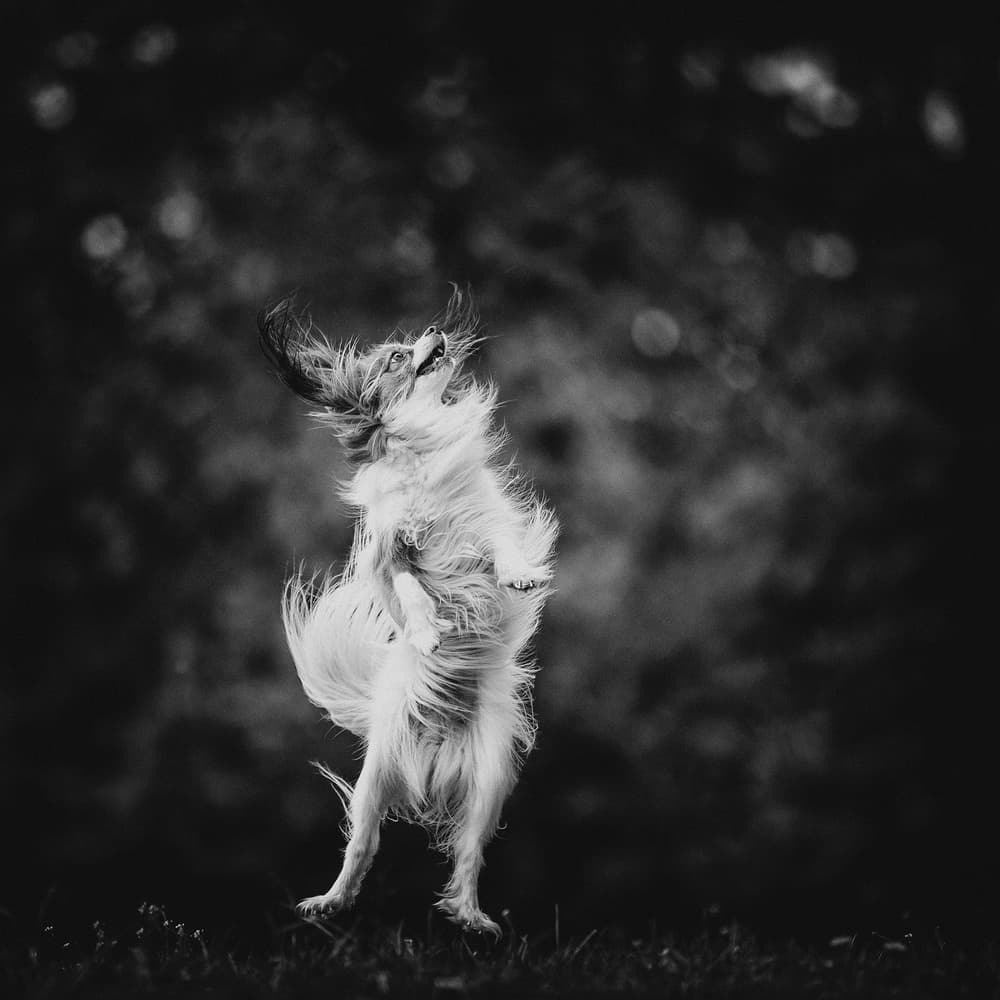 Dancing Dog Joy by Pali Gerec — canvas wall art