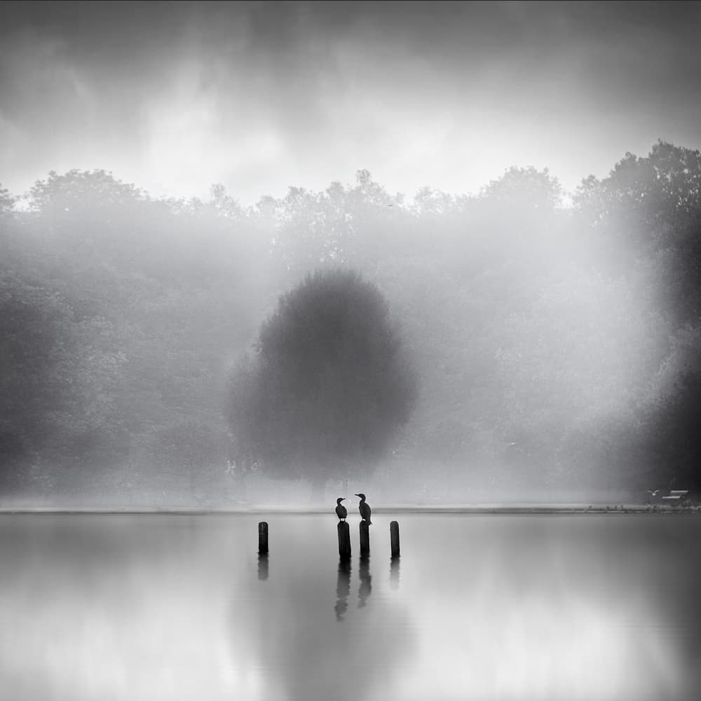 Misty Lake Birds by George Digalakis — canvas wall art