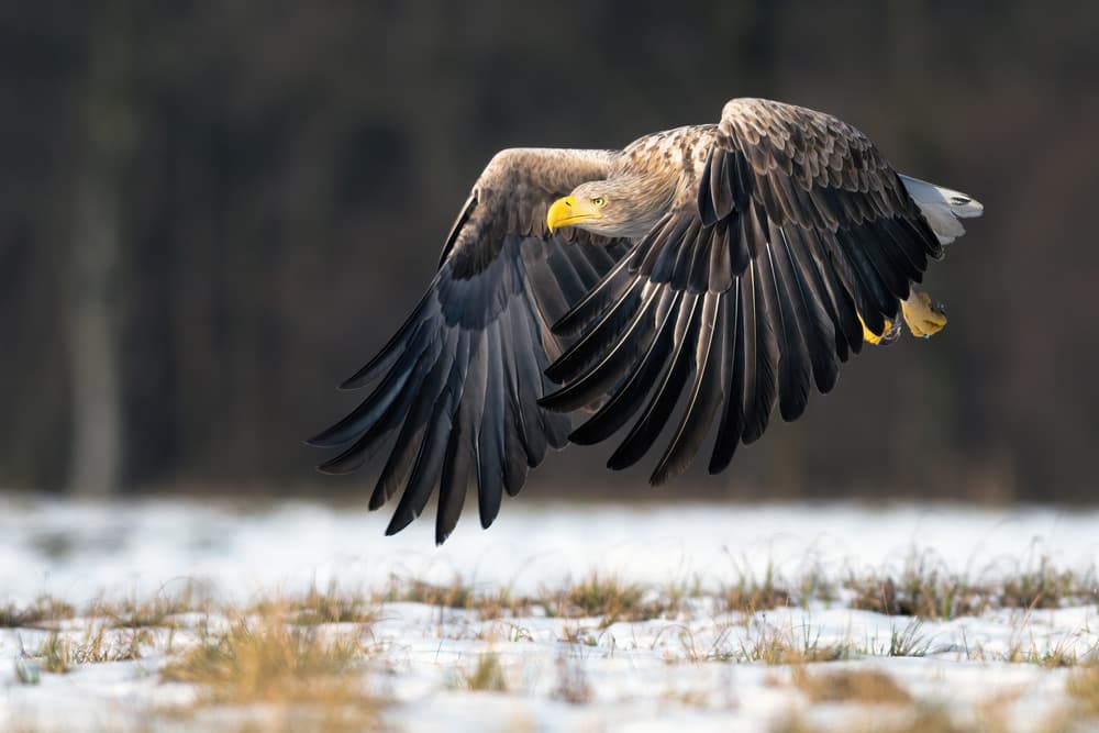 Winter Eagle in Flight by Piotr Wrobel — canvas wall art