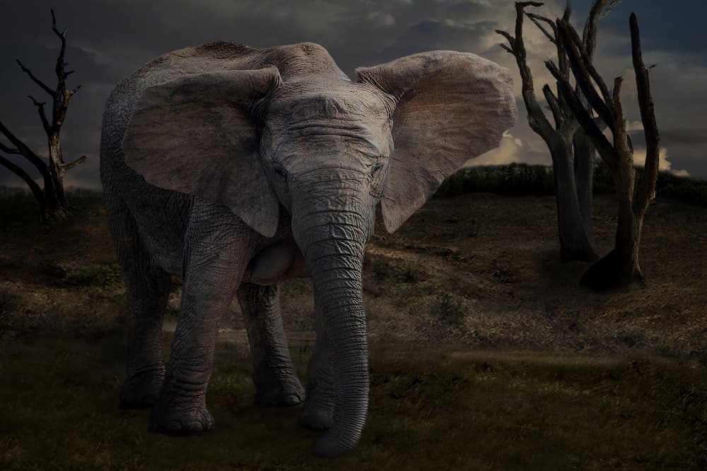 elephant in eveninglight by Jan Donckers — canvas wall art