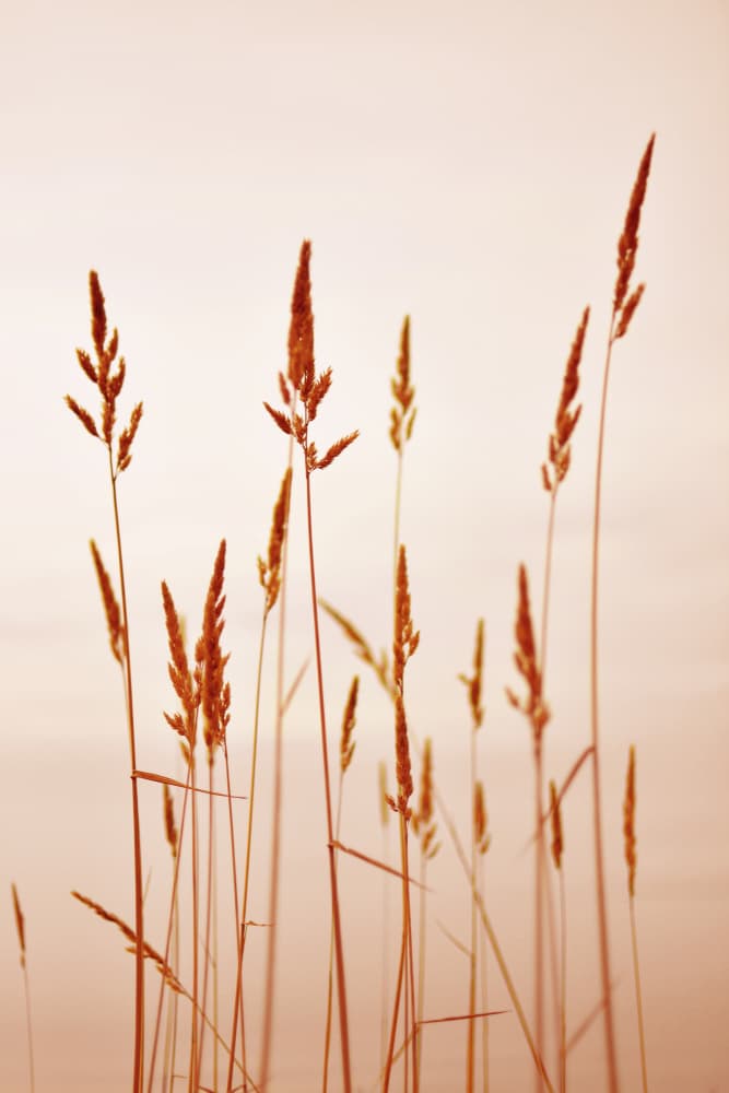 Warm Golden Reeds by Christina Sillen — canvas wall art