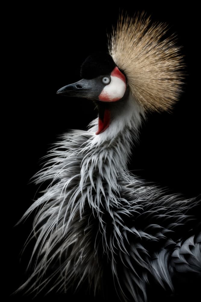 Golden Crowned Crane