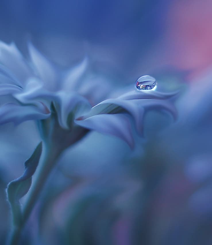 Blue Petal Dewdrop by Juliana Nan — canvas wall art