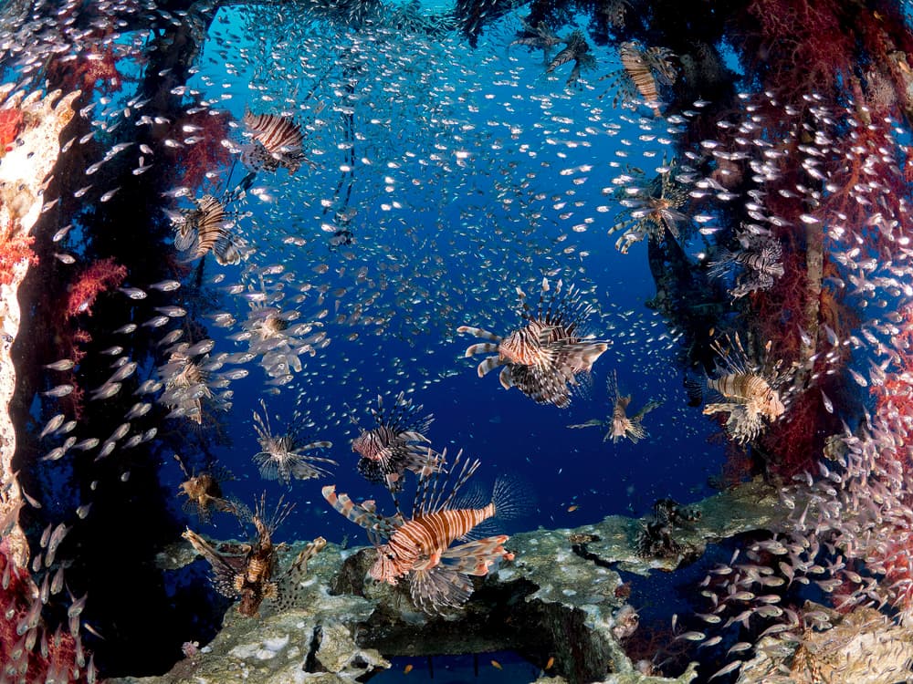 Lionfish Reef Swarm by Ilan Ben Tov — canvas wall art