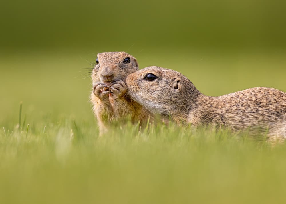 Playful Ground Squirrels by Siyu_Wei APA — canvas wall art