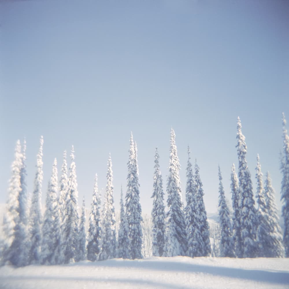 Snowy Forest Landscape by Lynann Colligan — canvas wall art