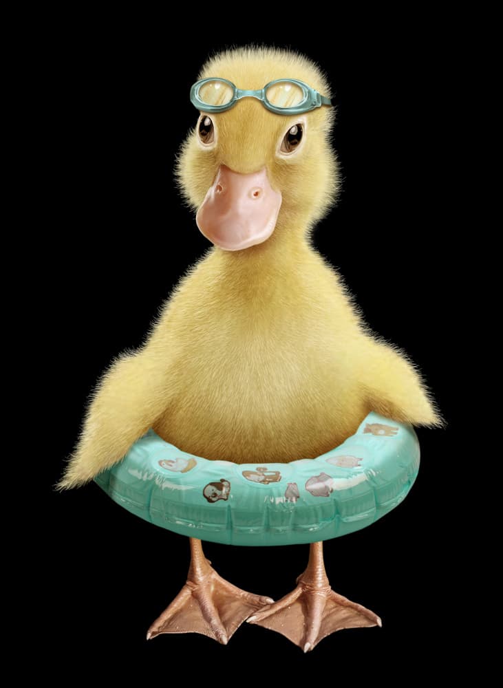 Cute Duckling Swimmer by Adam Lawless — canvas wall art