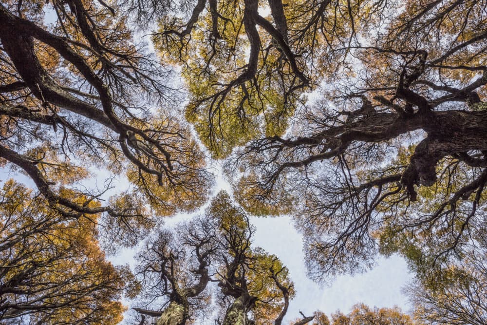 Golden Forest Canopy by Avital Hershkovitz — canvas wall art