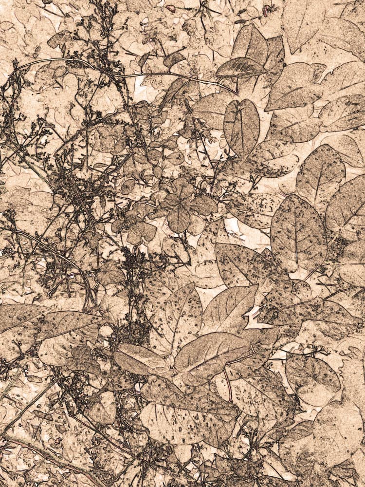 Sepia Botanical Sketch by Santhosh ch — canvas wall art