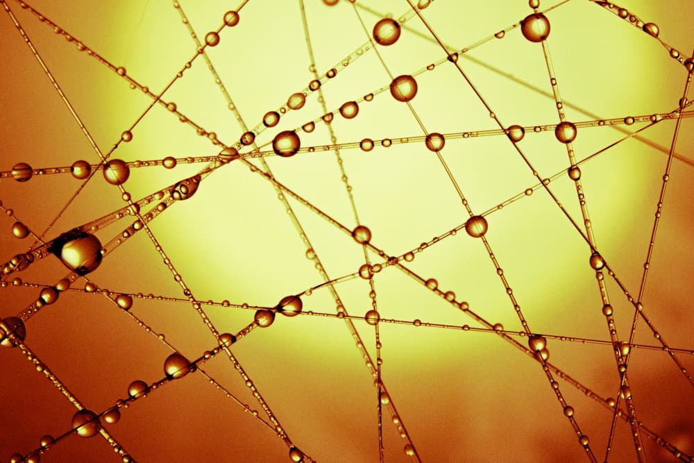 Golden Dew Drops by Tetsuji Fujino — canvas wall art