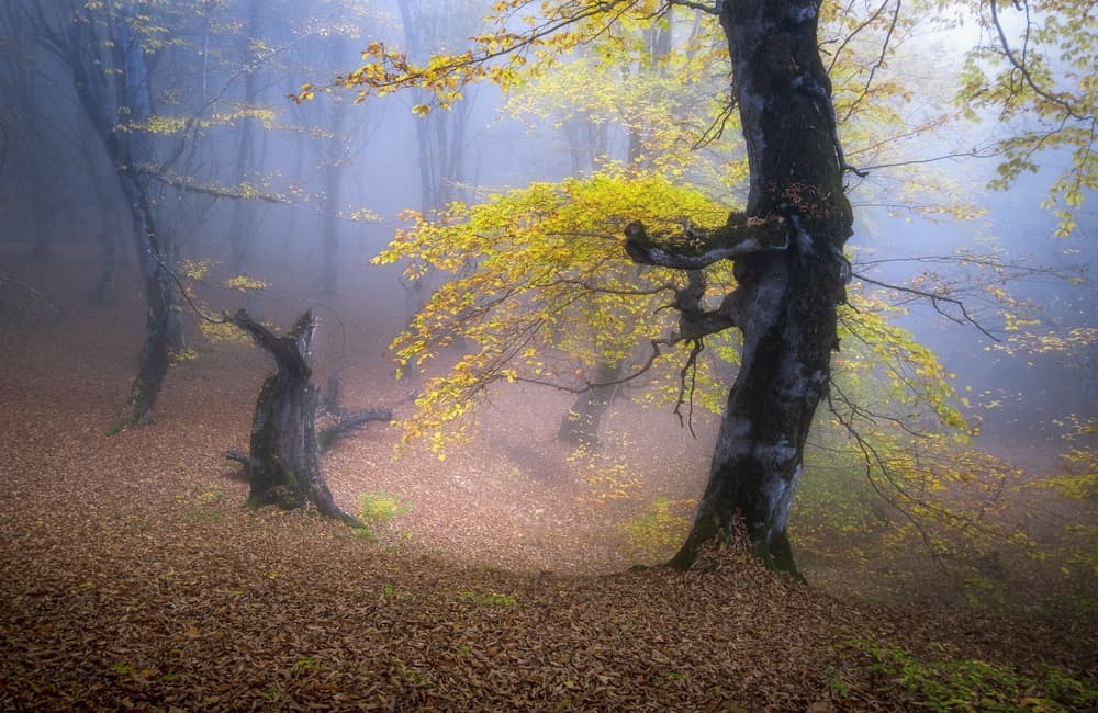 Golden Autumn Fog by Hosein Babaei — canvas wall art