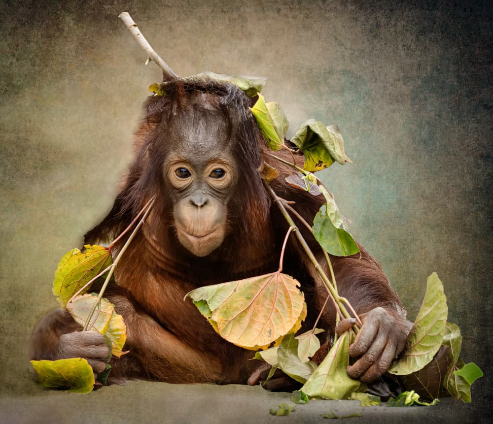 Curious Baby Orangutan by Jane Lyons — canvas wall art