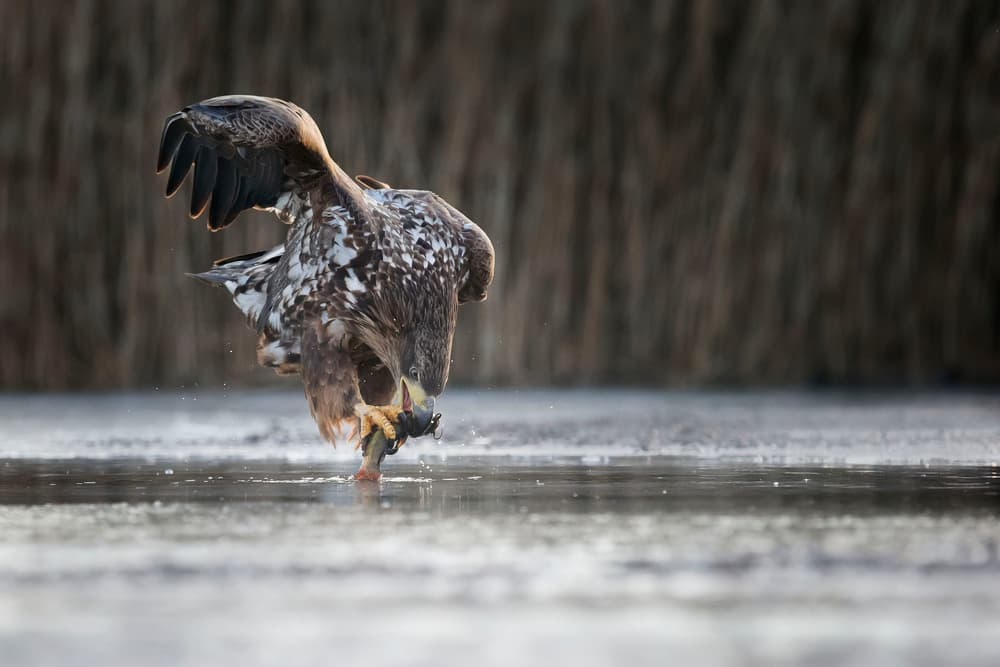 Eagle Fishing Action by Phillip Chang — canvas wall art