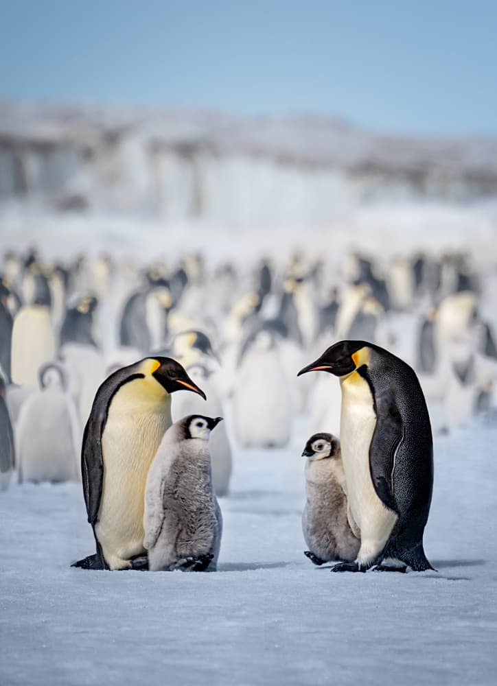 Emperor Penguin Families by Siyu_Wei APA — canvas wall art