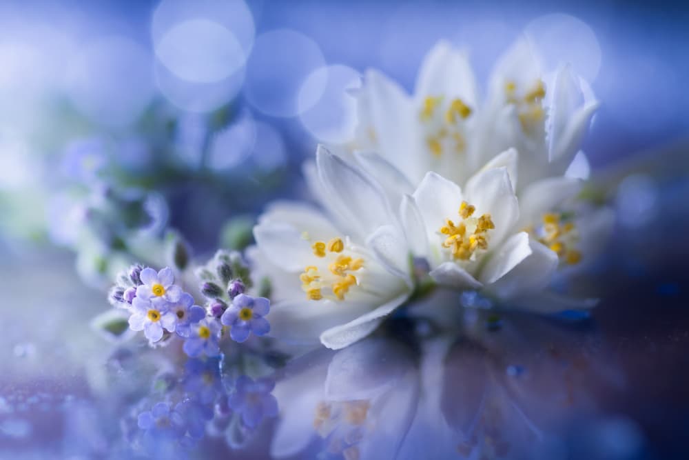Delicate Floral Reflection by Shihya Kowatari — canvas wall art