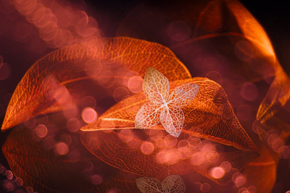 Warm Skeleton Leaf Glow by Igor Kopcev — canvas wall art