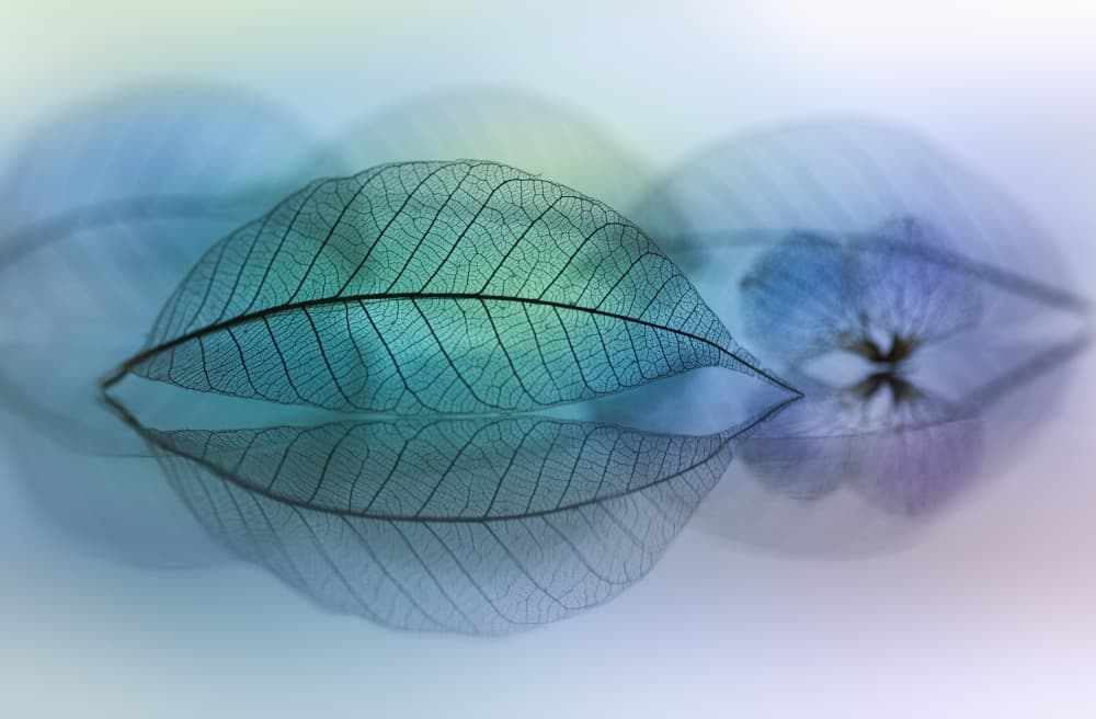 Delicate Leaf Reflection by Shihya Kowatari — canvas wall art
