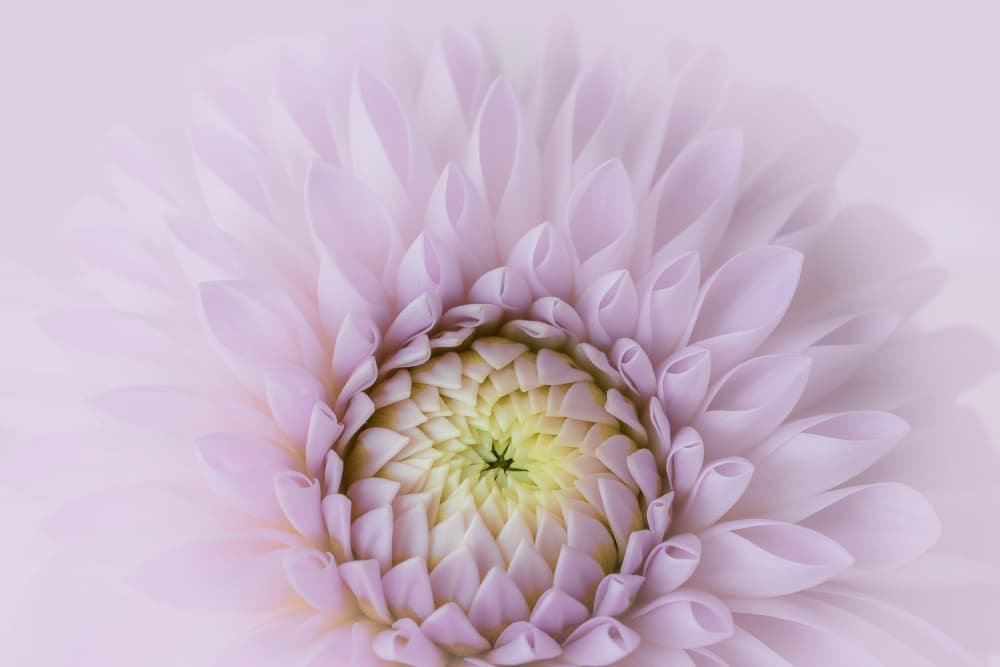 Soft Lavender Dahlia by Satoshi Hatsumori — canvas wall art