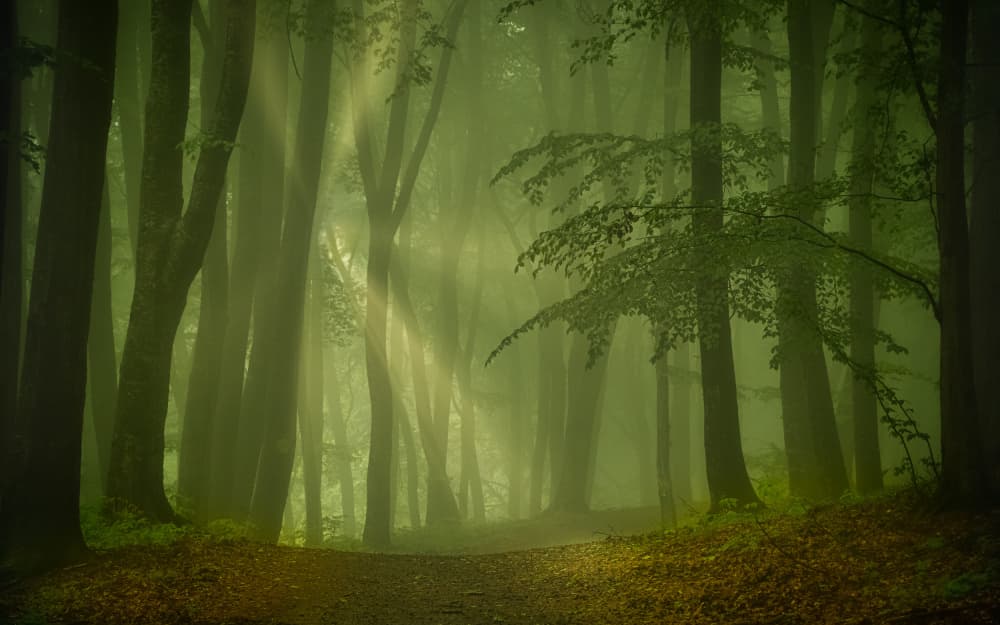 Sunlit Forest Path by Vio Oprea — canvas wall art