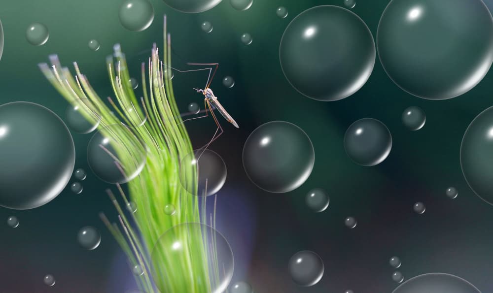 Mosquito on Wet Grass by Thierry Dufour — canvas wall art