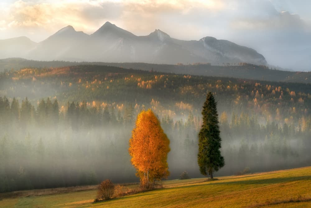 Golden Autumn Morning Mist by Els Keurlinckx — canvas wall art