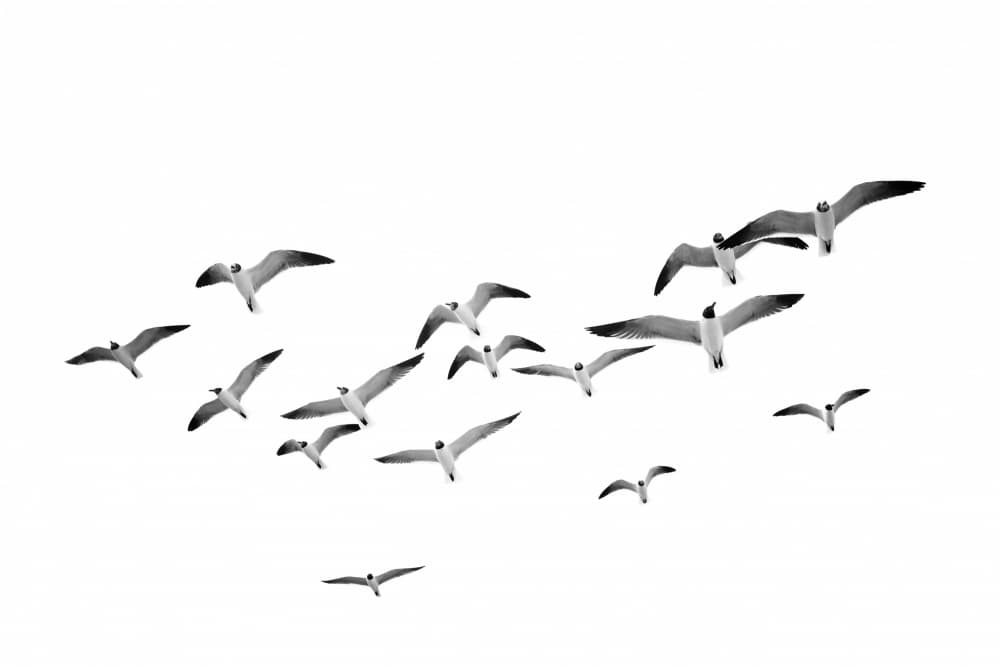Flying Birds by Kathrin Pienaar — canvas wall art