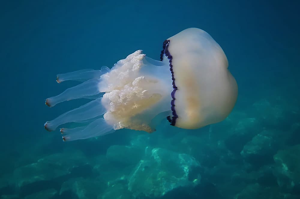 Graceful Ocean Jellyfish by Riccardo Mazzoni — canvas wall art