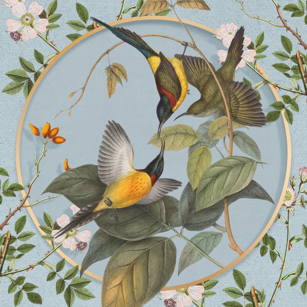 Vintage Botanical Sunbirds by Marja van den Hurk — canvas wall art