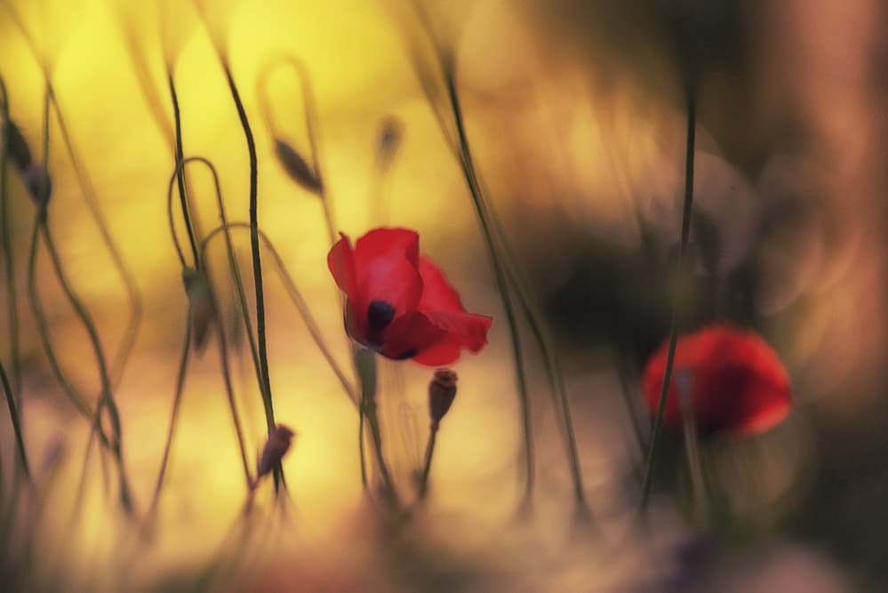Dreamy Red Poppies by Keren Or — canvas wall art