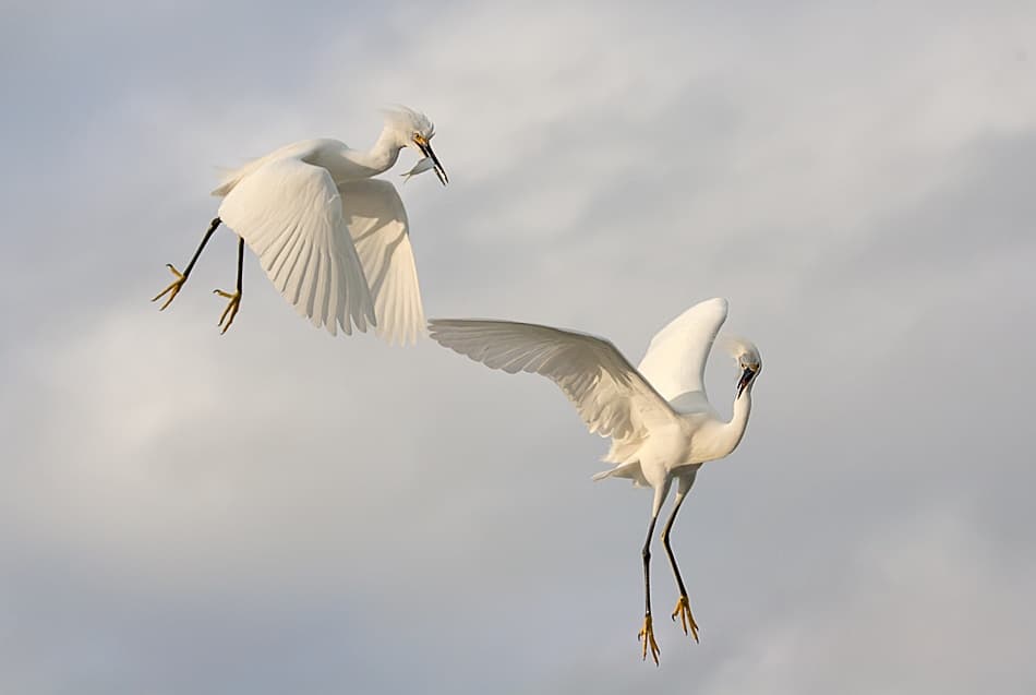 Egrets in Dynamic Flight by Fabiola Forns — canvas wall art