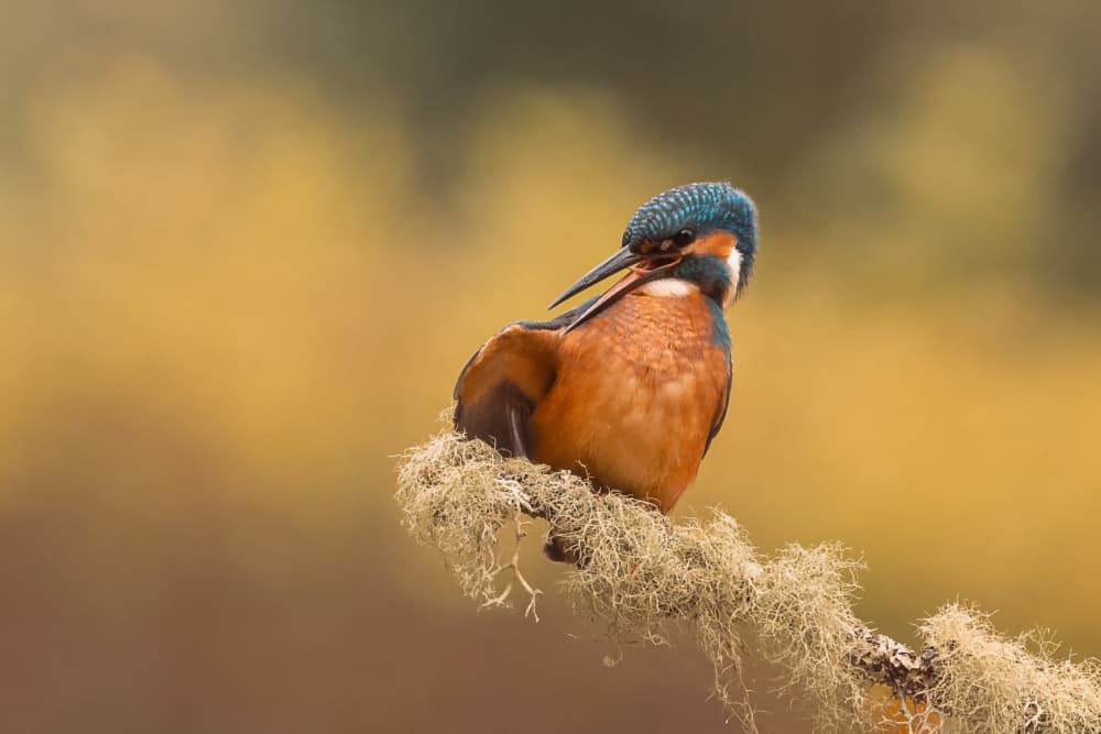 Vibrant Kingfisher Bird by Gert J ter Horst — canvas wall art