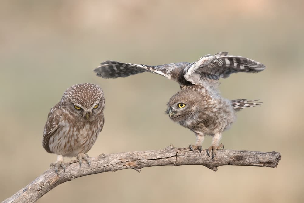 Two Little Owls by Eyal Amer — canvas wall art