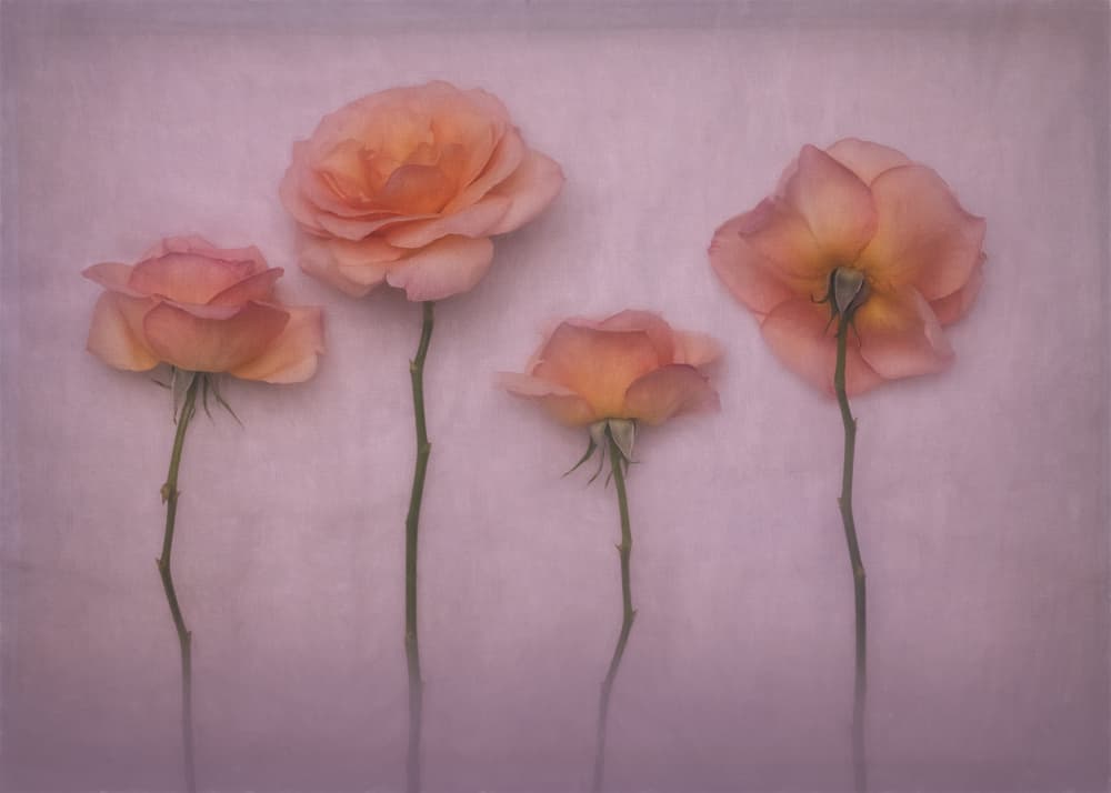 Soft Peach Roses by Cheryl Eagers — canvas wall art