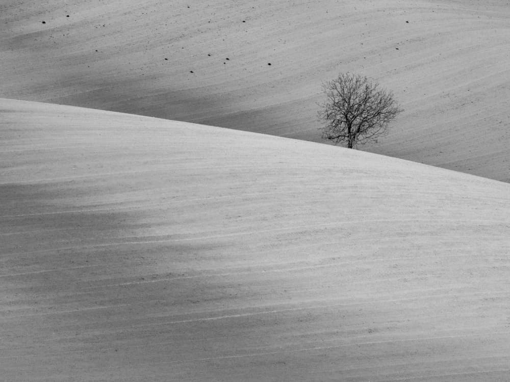 Solitary Winter Tree by Michel Manzoni — canvas wall art