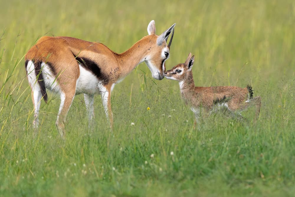 Tender Gazelle Fawn by Ahmed Sobhi — canvas wall art