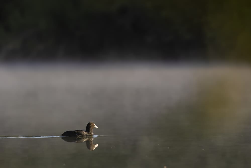 Misty Lake Bird by Adrian Tudose — canvas wall art
