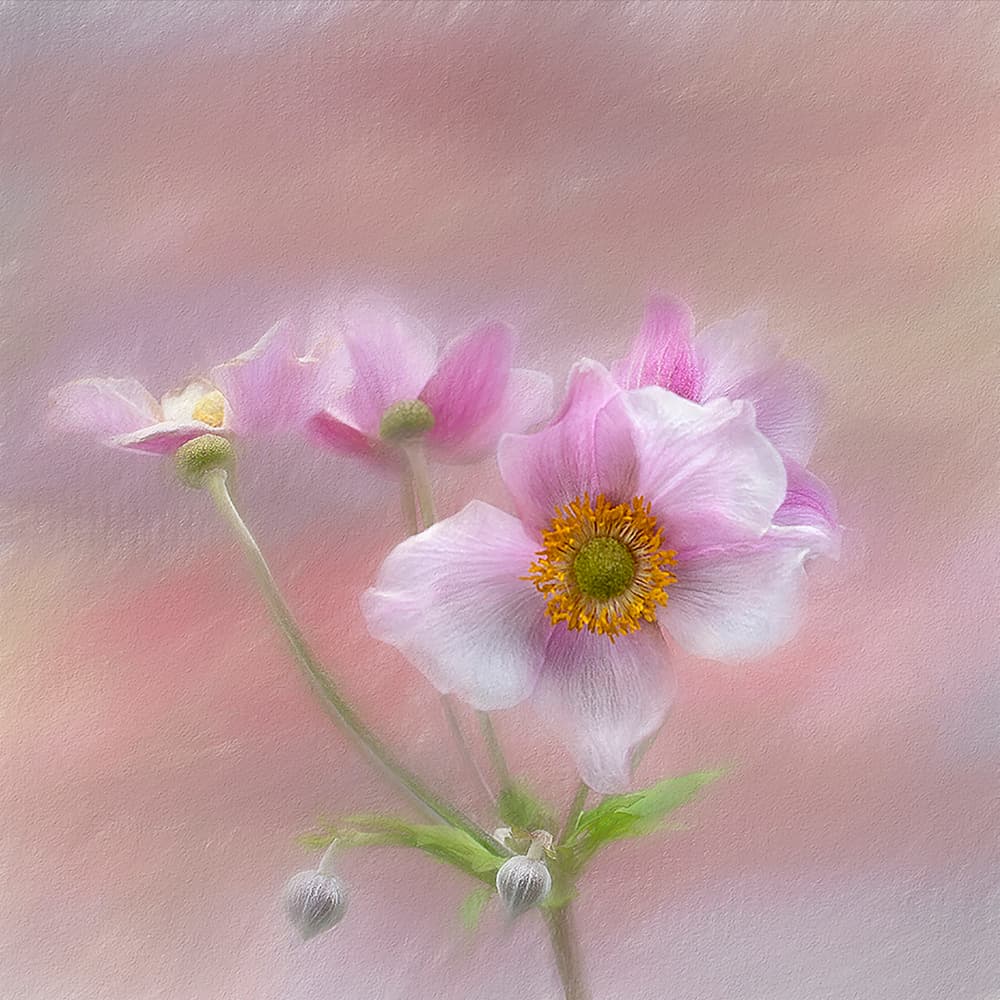 Gentle Pink Blooms by Gaille Gray — canvas wall art