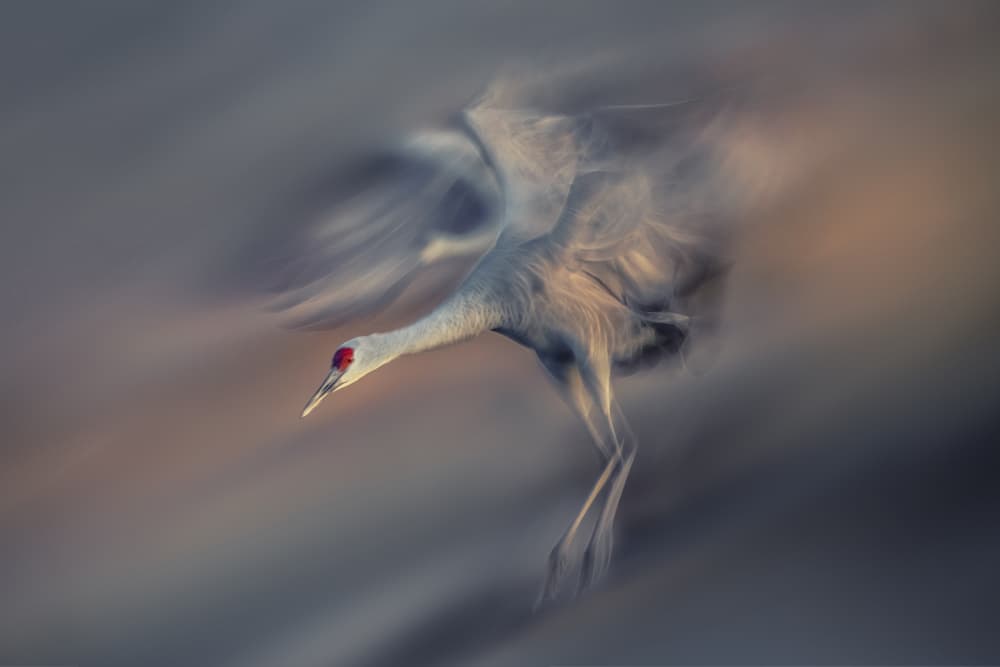 Graceful Crane Flight by Qing Zhao — canvas wall art