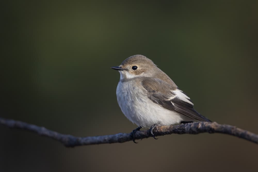Peaceful Bird on Branch by Juan José — canvas wall art